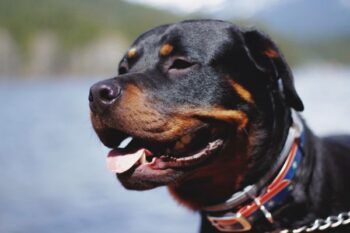 Muere bebé atacado por el perro Rottweiler de su familia en apartamento de Brooklyn