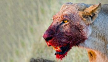 Leones se comen a cazadores furtivos de rinocerontes, en Sudáfrica