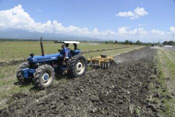 Agricultura prepara 190 mil tareas para siembra masiva de habichuela en región Suroeste