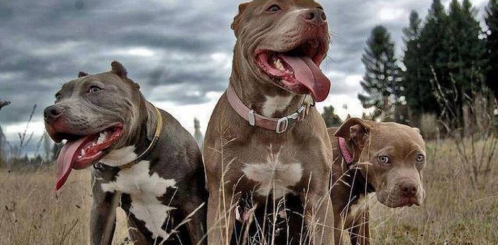 Las cinco razas de perros más peligrosas del mundo