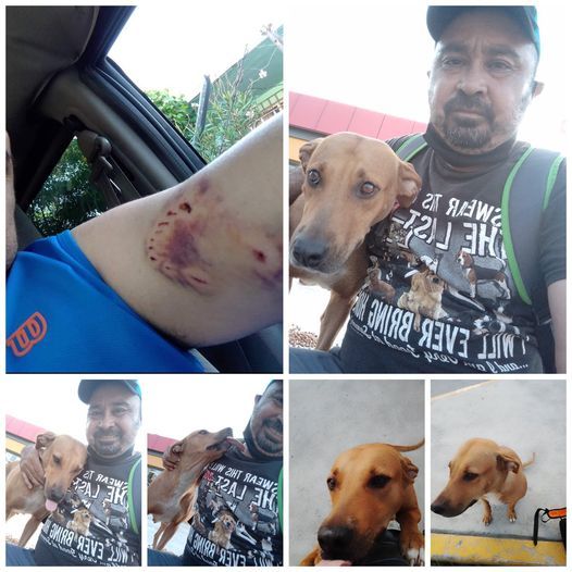 Hombre adopta a la perrita que lo mordió