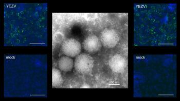 Descubren en Japón un nuevo virus transmitido por garrapatas