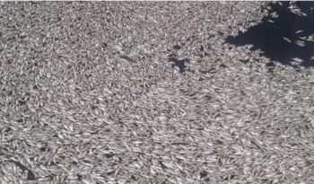 Miles de peces mueren en la playa El Cayo de Barahona