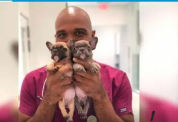 Condenan a 21 años de cárcel a un veterinario que tenía sexo con perros y se grababa