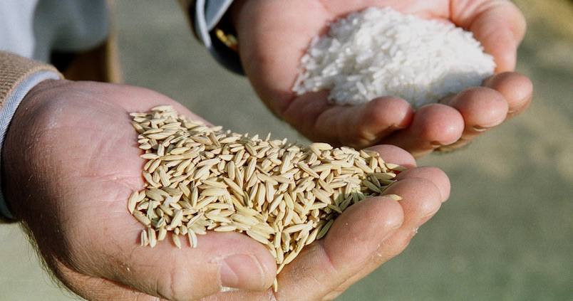 Productores de arroz temen ingreso tardío de contingente importado afecte la producción nacional