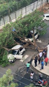 Varios vehículos resultaron afectados tras caerse un árbol en Piantini