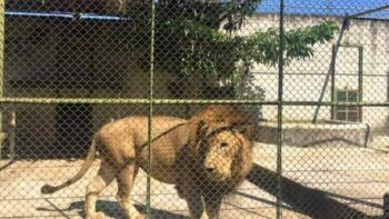 León se escapa de jaula en centro turístico y mata a una persona