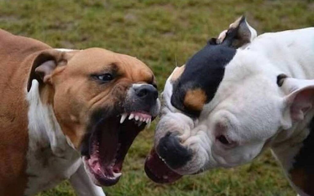 Perros se comen viva a una mujer mientras se ejercitaba