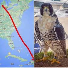 Visita del halcón peregrino de Michigan provoca sensación