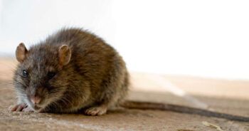 Captan a supuesta rata gigante en calles de Nueva York