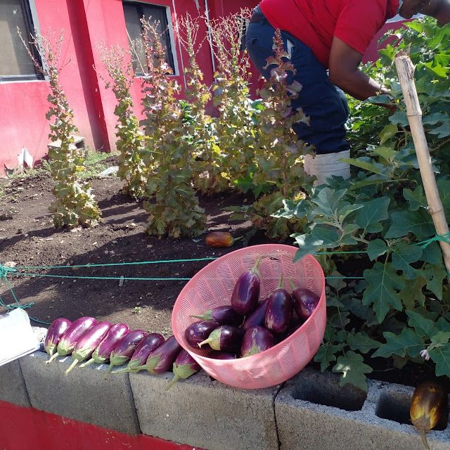 Bomberos de Santo Domingo Oeste cultivan un huerto de hortalizas en la estación