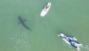 Tiburón mata un bañista en California