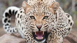 Mujer persigue a leopardo por casi una milla y pelea con él para salvar la vida de su hijo
