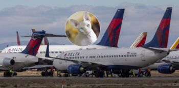Descubren a pasajera de un vuelo amamantando a un gato