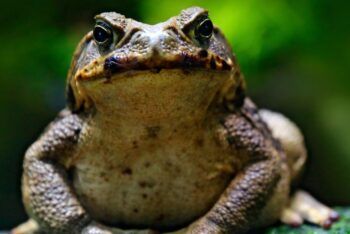 Sapos venenosos invaden Taiwán