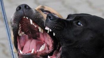 Mujer murió atacada por cuatro perros de su familia