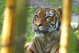 Matan a tiros a tigre de zoológico por atacar a un hombre