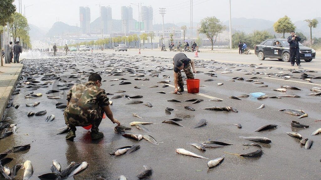 Peces caen del cielo en una ciudad de Texas