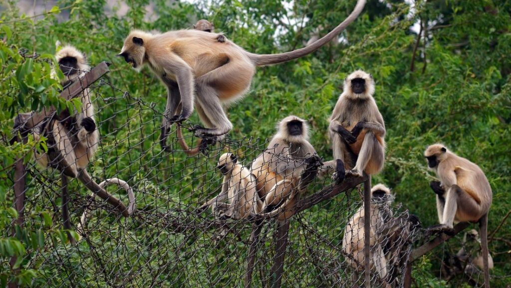 Monos roban un bebé de dos meses y lo ahogan