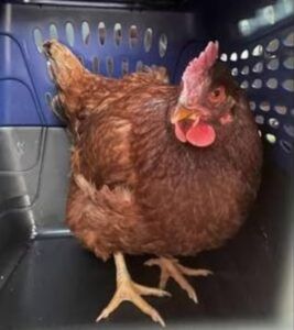 Gallina intenta ingresar al Pentágono