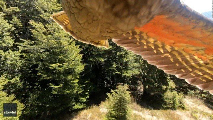 Un loro robó una GoPro y grabó imágenes espectaculares en su fuga