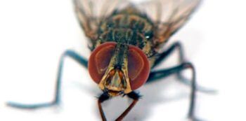 La mosca vampiro que está matando a 21 especies de aves