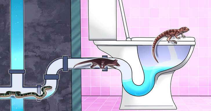 Cinco criaturas que pueden arrastrarse a través de la tubería del baño y cómo detenerlas