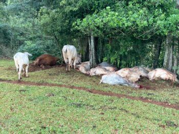Un rayo calcina a más de 20 vacas en León