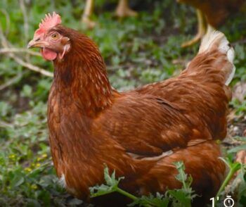 Un año de cárcel a un hombre que violo una gallina