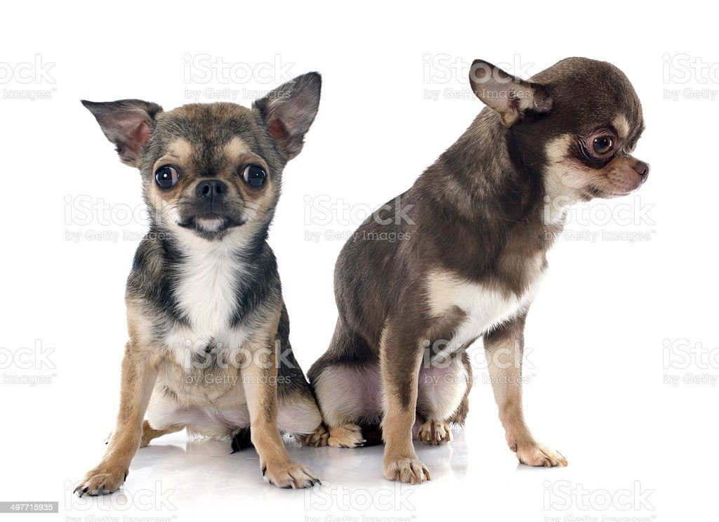 Dos chihuahuas tienen un pueblo en zozobra