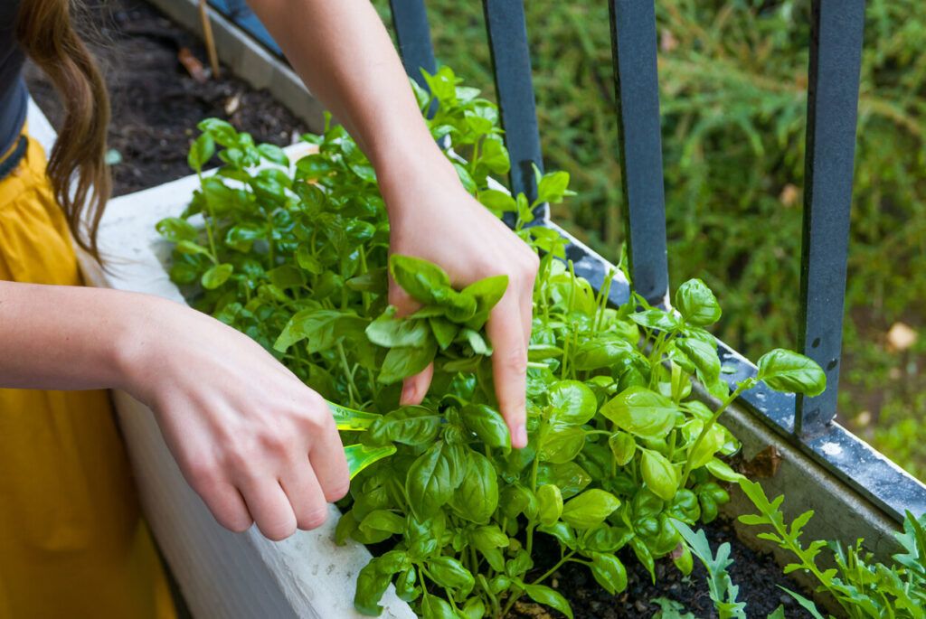 ¿Qué alimentos se pueden cultivar en un balcón o terraza?