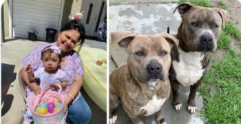 Mujer apuñala a dos perros pitbulls que atacaban a su hija de un año