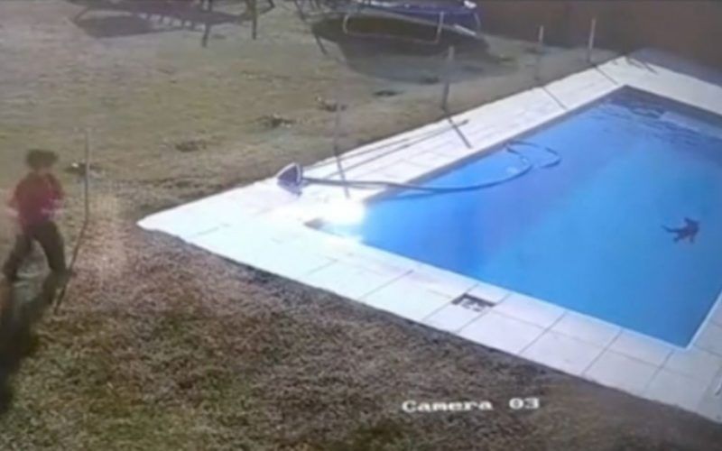 Niño de 5 años se lanza a piscina helada para salvar a su cachorro que se ahogaba