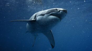 Apresan hombre acusado de matar tiburón azul en Bayahibe