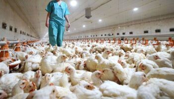 Detectan el primer caso de gripe aviar H3N8 en humanos en China  