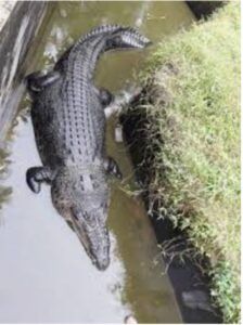 Cocodrilo devora a una niña de 13 años