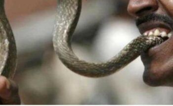 Hombre mata serpiente a mordida