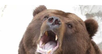 Oso mata a soldado estadounidense