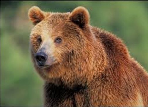 Pareja mata oso que había ingresado a su casa En Wisconsin