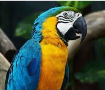 Detienen hombre por dejar a un loro en su auto recalentado