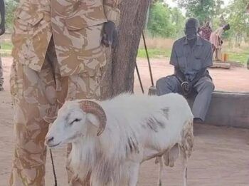 Condenan a tres años de prisión a cordero por matar a una mujer