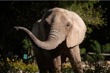 Elefante mató a mujer de 70 años y fue al funeral para pisotear su cadáver