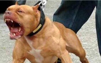 Muere mujer de un infarto después de que un pitbull intentara atacar a su hijo