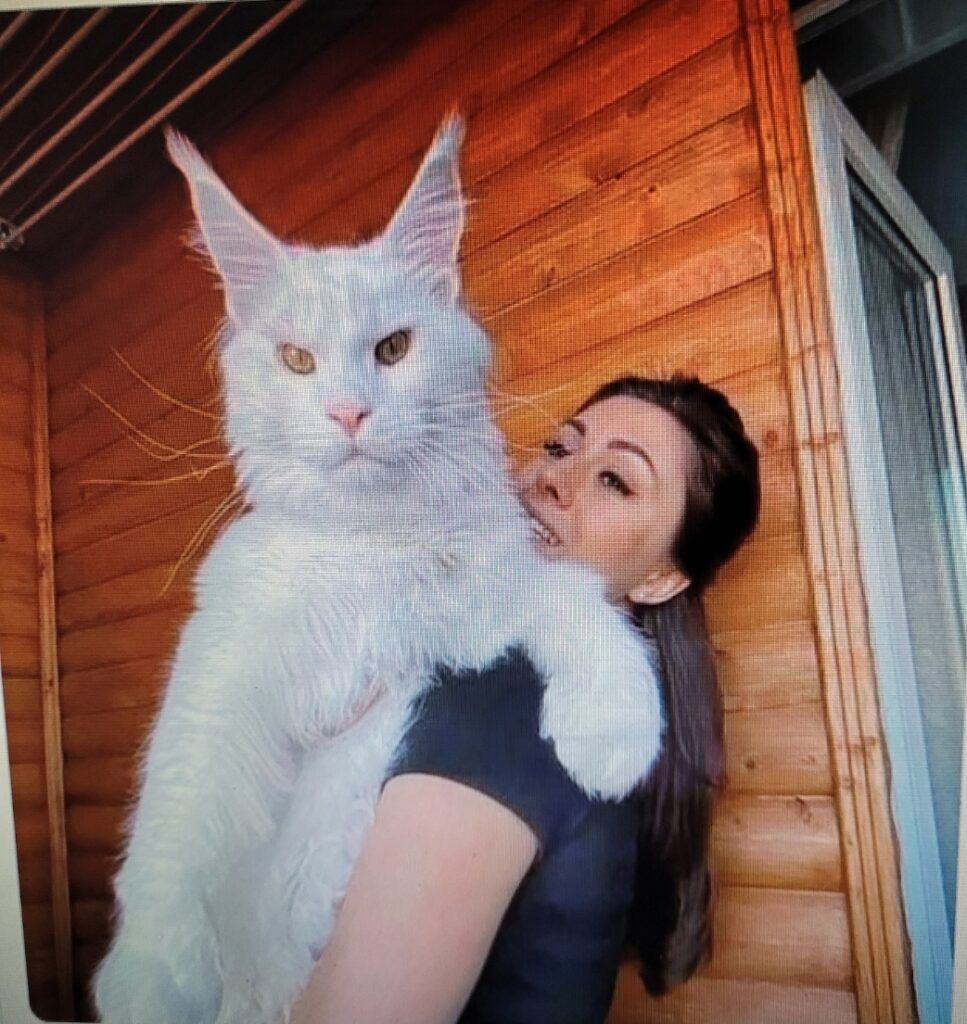 Muere devorada por sus 20 gatos