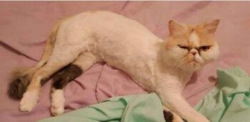 La gata que estuvo 45 minutos en una lavadora y sobrevivió