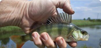Crean robots con forma de pez para absorber microplásticos de los océanos