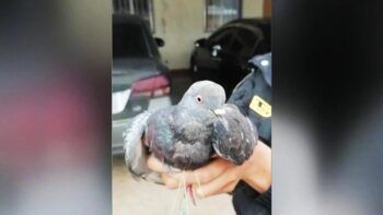 Intentan introducir droga a cárcel de Puerto Plata con una paloma