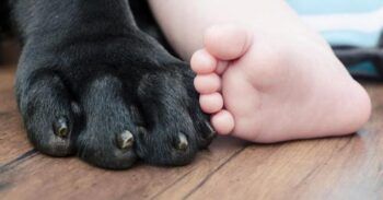 Muere bebé en Nueva Orleans tras ser atacado por el perro de la familia