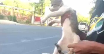 Tendrá que comparecer ante la  justicia  hombre que lanzó gató en Salcedo