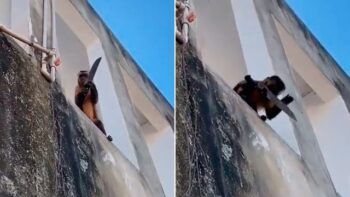 Mono armado con cuchillo entraba a casas para robar en Brasil